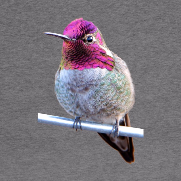 Anna's Hummingbird Photo by DeniseBruchmanPhotography